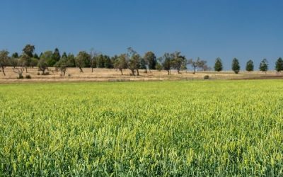 Soil Nutrition Video Series with Neville Janke