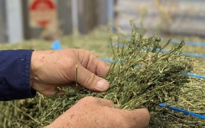 What Type Of Hay Should You Make?