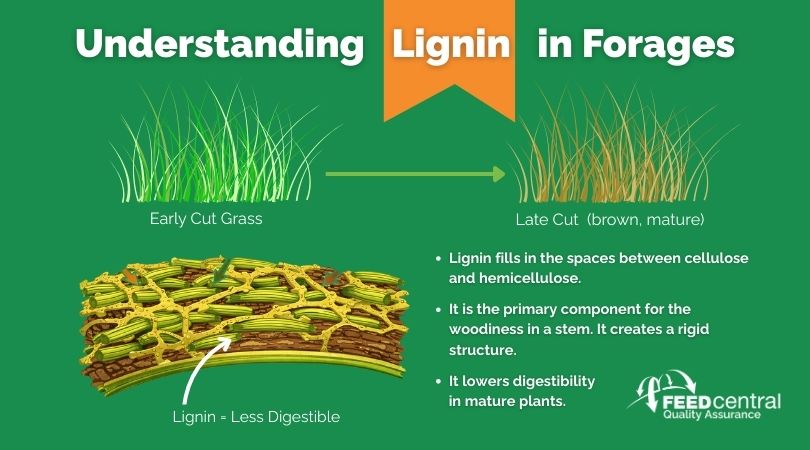 Understanding Lignin