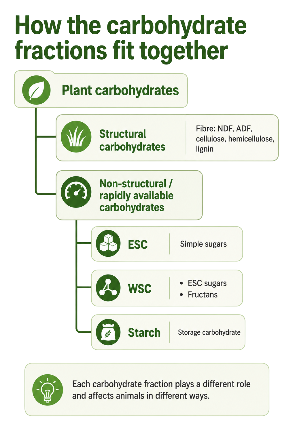 How the carbohydrate fractions fit together