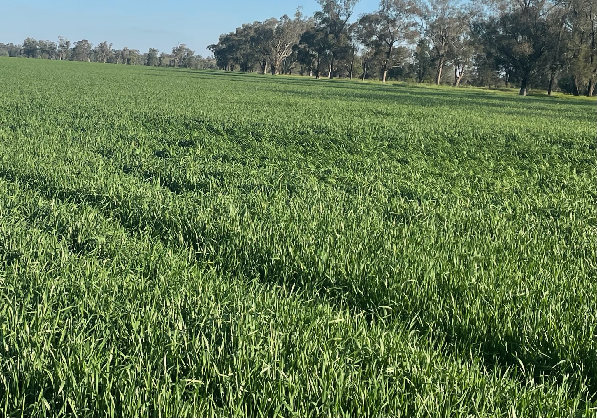 High Biomass Crop